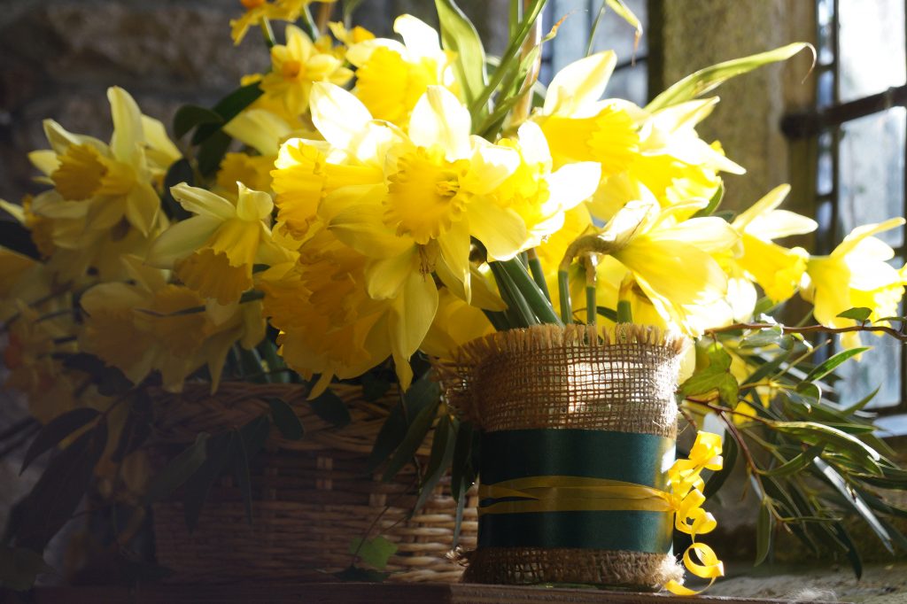 Mawgan church to host 7th Daffodil Festival Truro Diocese Truro Diocese