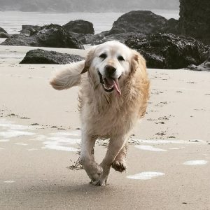 Percy, God's dog running