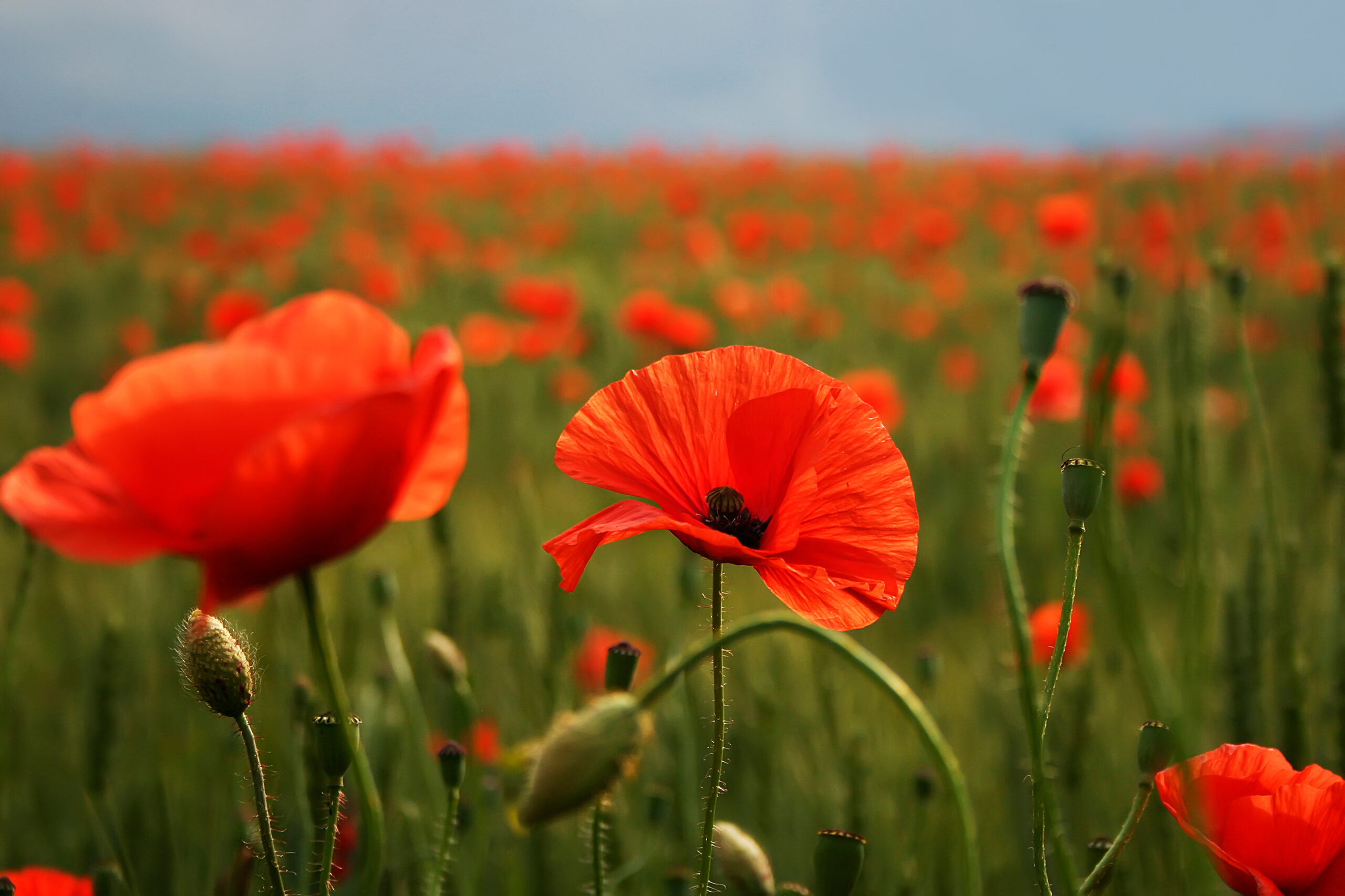 A D-Day blessing from Bishop Hugh Nelson - Truro Diocese : Truro Diocese