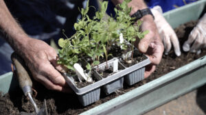 Hands holding a seed tray with green shoots growing out from it.