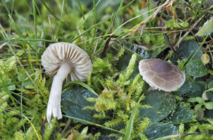 The Crazed cap (Dermoloma cuneifolium) is an inedible mushroom , an intresting photo