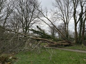 Image shows a fallen tree.