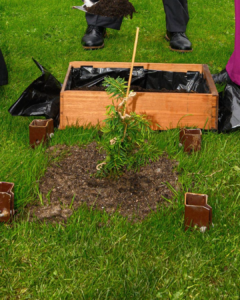 Sapling in ground, a wooden box and shoes behind.