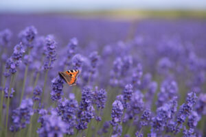 Butterfly in Lavender flowers